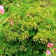 38- Des manguiers partout 